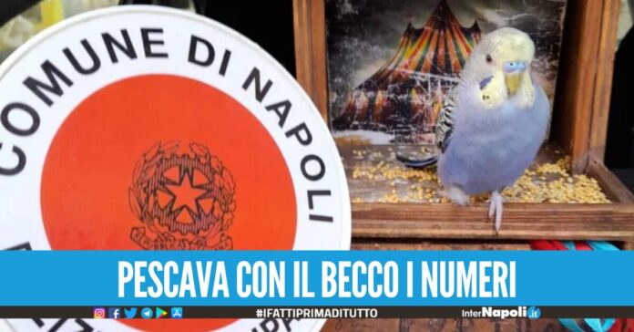 Sequestrato 'pappagallino della fortuna' a Napoli, era costretto a pescare i numeri vincenti al lotto