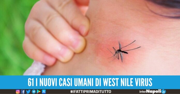 punture zanzare wnv