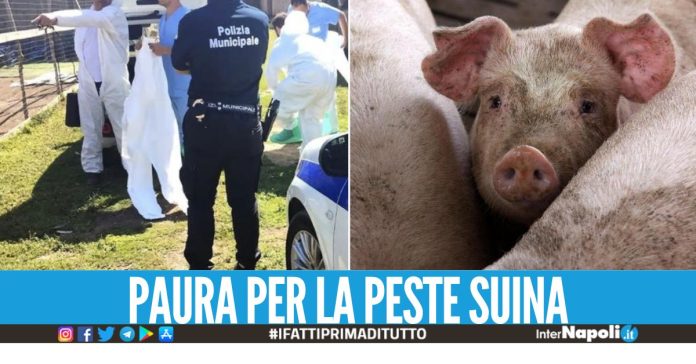 Allevamento abusivo di maiali scovato ad Arzano, 2 denunciati