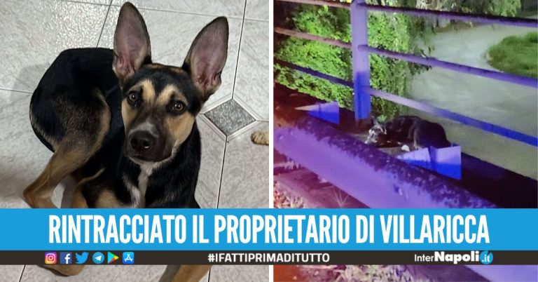 Cagnolina abbandonata sull’Asse Mediano a Giugliano: “Cerca una famiglia”