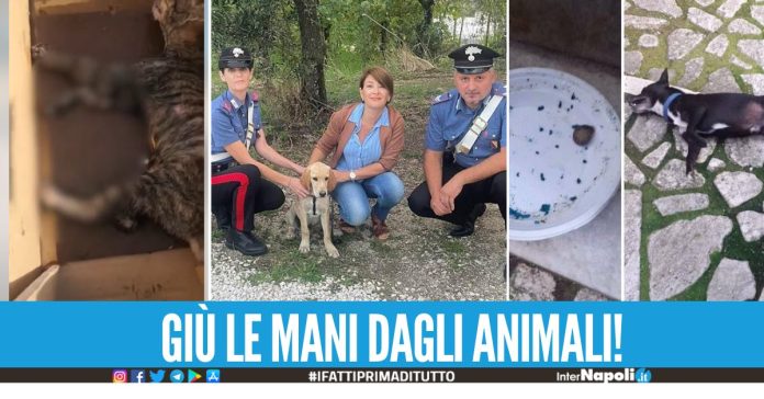 Cagnolino avvelenato e gattino incollato ad una mattonella, è strage di animali in Campania
