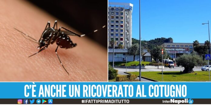 Virus del Nilo, c'è un primo decesso in Campania: lutto dal Comune