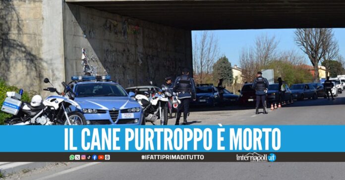 Agguato fallito a Scampia contro un uomo, i colpi di pistola colpiscono un cane