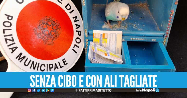 Biglietti del lotto pescati dal pappagallo 'cocorito' e venduti ai turisti a Napoli, sequestro della Municipale
