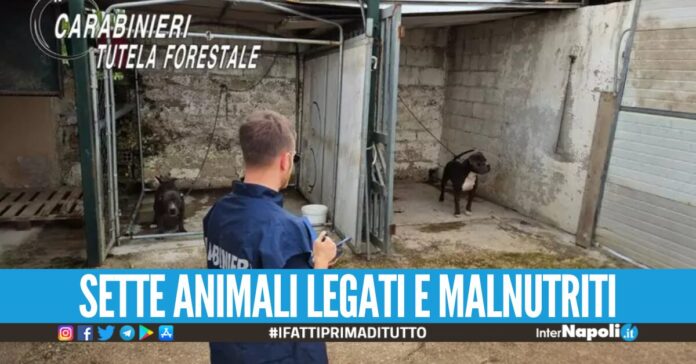 Cani senza cibo e maltrattati, sequestrato allevamento abusivo nell'Agro Aversano