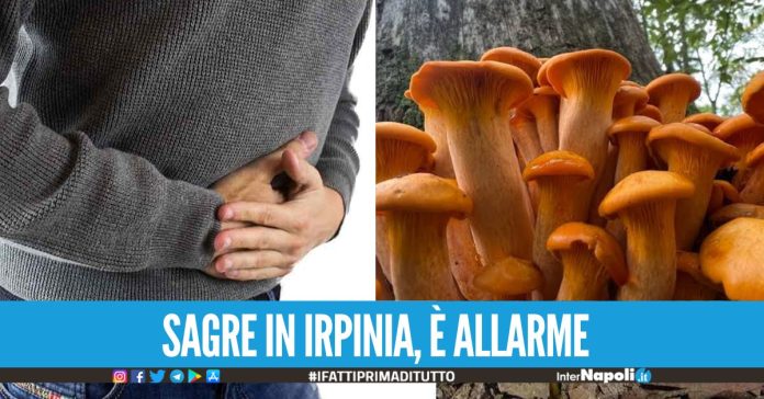 Funghi velenosi, allarme in Irpinia già 5 intossicati, come riconoscerli