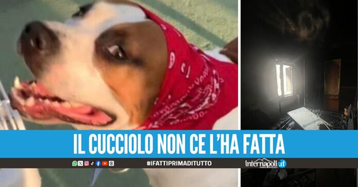 Orrore a Ischia, il cagnolino Junior bruciato vivo e ucciso