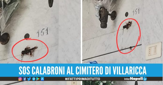 cimitero di villaricca in ostaggio dei calabroni, nidi sulle lapidi e disagi tra i visitatori