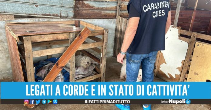 Gravi sofferenze e carenze igienico-sanitarie nel canile abusivo a Villa Literno, sequestrati 32 cani