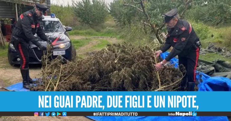 Piantagione di marijuana tra le piante di pesche, arrestati 4 agricoltori napoletani