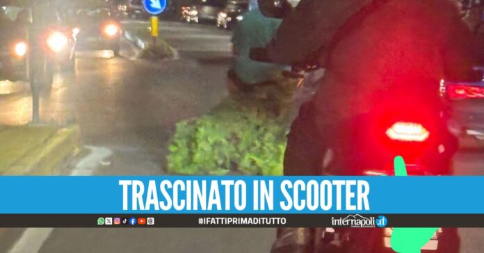 A Napoli già ci si prepara per il Cippo, sorpresi a trascinare l'albero in mezzo al traffico