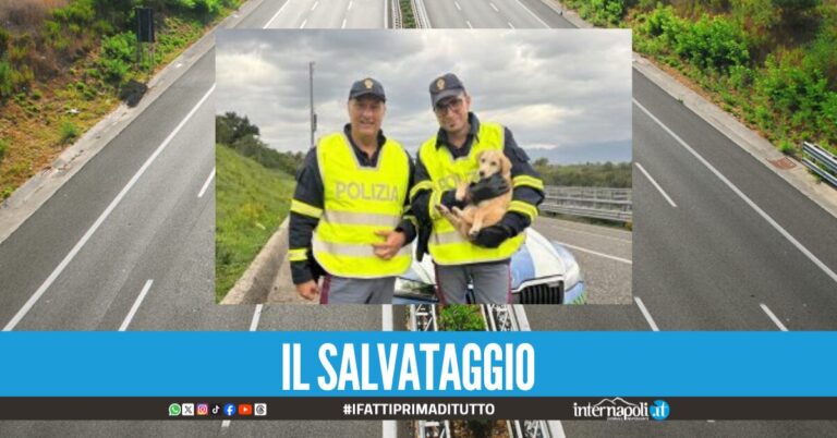 Cane abbandonato sulla Salerno-Reggio Calabria rischia di morire, salvato dagli agenti