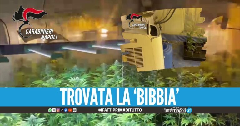 Marijuana scovata in casa a Giugliano, arrestati i 3 custodi della serra