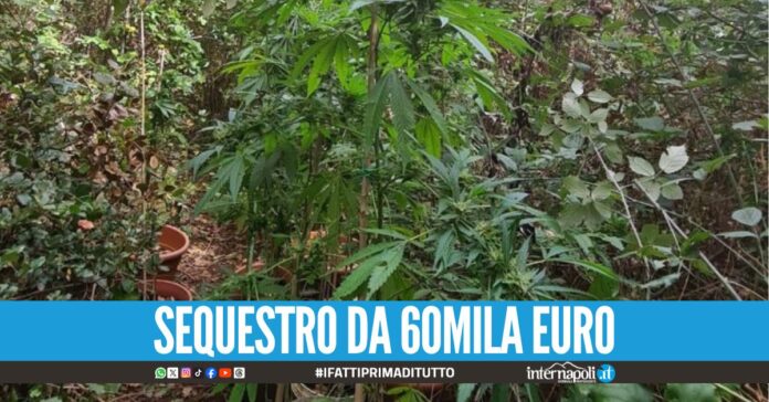 Piantagioni di marijuana sequestrate, blitz nel Casertano