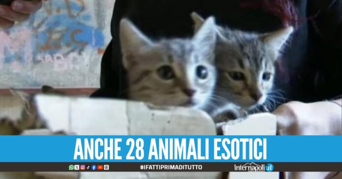 Demolizione delle Vele di Scampia, salvati un centinaio di animali