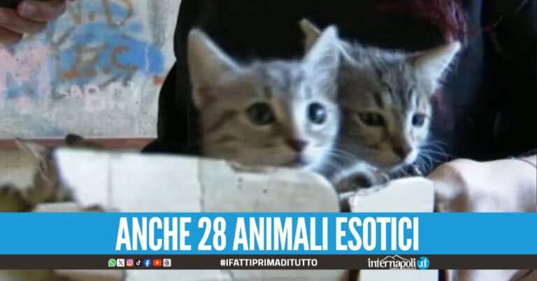 Demolizione delle Vele di Scampia, salvati un centinaio di animali