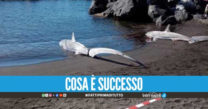 Incredibile a Torre del Greco, rinvenuti due squali volpe in spiaggia
