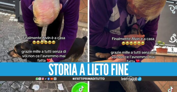 E' stato ritrovato a Soccavo il cagnolino scomparso, la famiglia: 