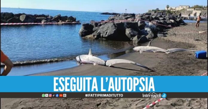 Squali spiaggiati a Torre del Greco, la morte provocata da uno strumento da pesca