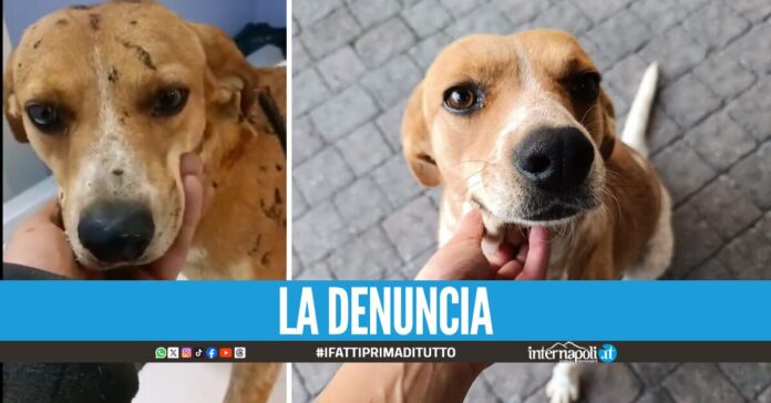 Olio bollente su un cagnolino nel Salernitano: 