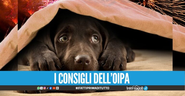 Botti di Capodanno i 10 consigli per proteggere cani e gatti