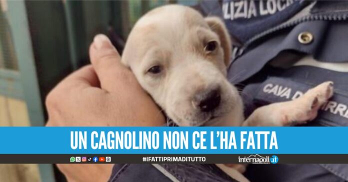 Choc nel Salernitano: lancia due cuccioli nel torrente, passante vede tutto e denuncia