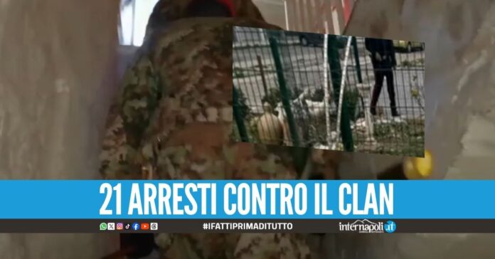 Oche usate per dare l'allarme, scoperto il trucco dei narcos pugliesi