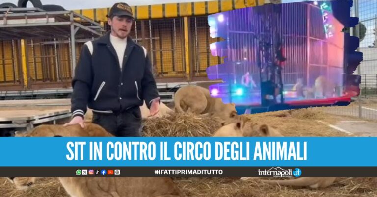 "Basta animali maltrattati al circo", manifestazione a Licola dopo il 'caso leoni' al Circo Orfei