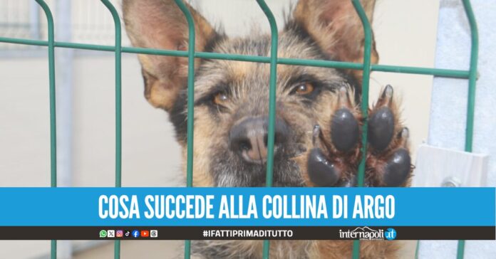 La denuncia dei volontari al canile Comunale di Napoli: 