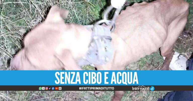 Animali morti o denutriti, lager per cani abbandonati scoperto nel Napoletano