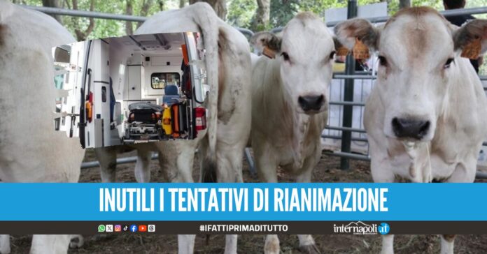 Tragedia nella fattoria didattica a Giugliano, allevatore muore incornato dal vitello