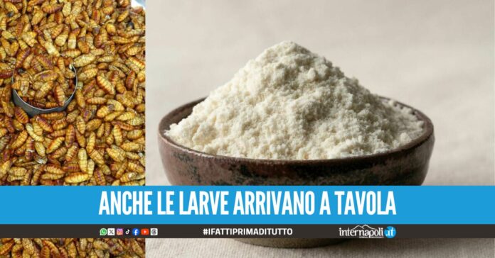 Via alla produzione di farina di larve, c'è l'ok dell'Unione Europea