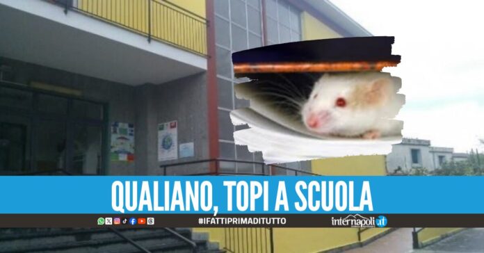 Topi alla scuola Santa Chiara, i genitori chiedono un nuovo intervento di disinfestazione