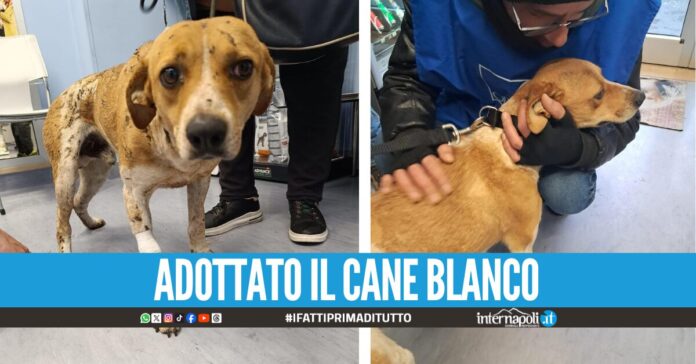 Nuova vita per Blanco, il cane ustionato a Sala Consilina ora ha una nuova casa