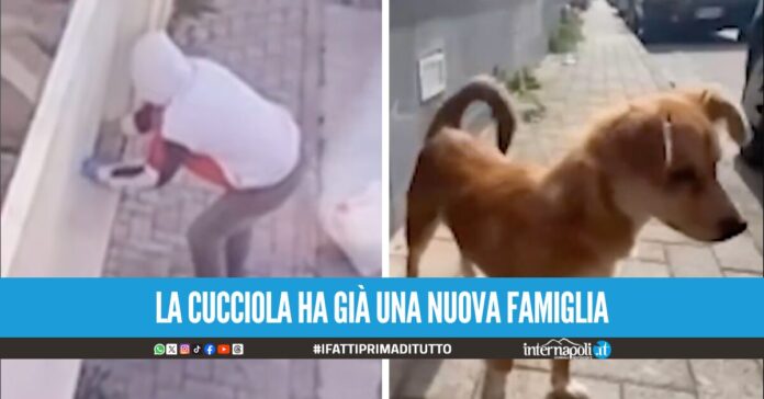 Abbandona una cagnolina in strada a Crispano, il gesto ripreso dalle telecamere