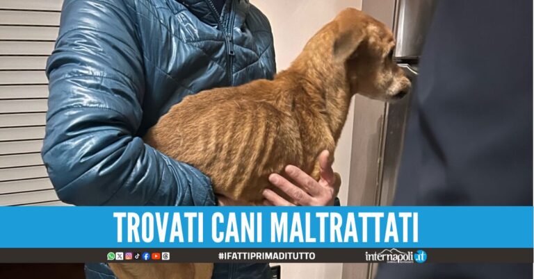 Controlli a Secondigliano, scoperto un negozio di alimentari senza autorizzazioni