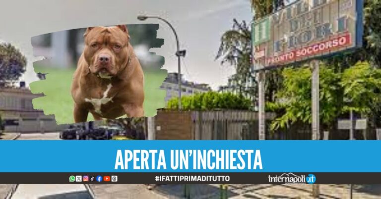 Bimba di nove mesi sbranata in casa dal pittbull, il padre si era addormentato