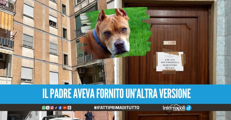 Bimba sbranata ad Acerra, il pitbull aveva già aggredito un altro cane