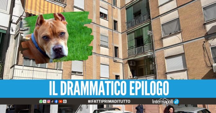 Bimba sbranata dal pitbull ad Acerra, la madre della piccola aggredisce il marito in ospedale