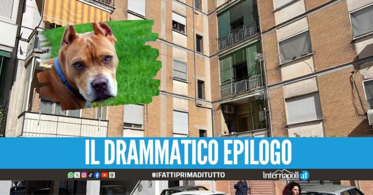 Bimba sbranata dal pitbull ad Acerra, la madre della piccola aggredisce il marito in ospedale