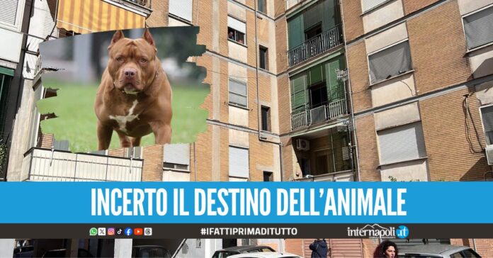 Bimba sbranata ad Acerra, il pitbull non aveva microchip: trasferito dall'Asl in canile