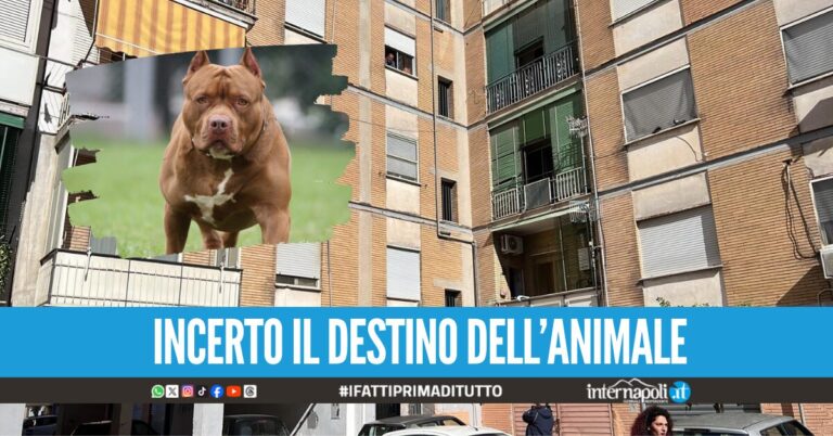 Bimba sbranata ad Acerra, il pitbull non aveva microchip: trasferito dall'Asl in canile