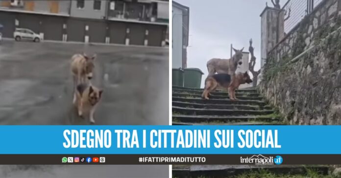 Vergogna ad Avellino, trascina un asino legato ad un cane e lo abbandona in strada