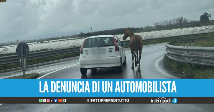 Girano con un cavallo sull'Asse Mediano, l'equino legato all'auto con una corda e trascinato