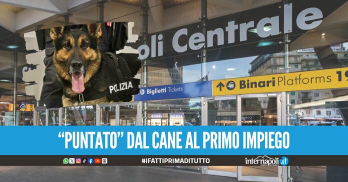 In stazione a Napoli con l'hashish nascosto negli slip, 24enne scoperto dal cane Naia