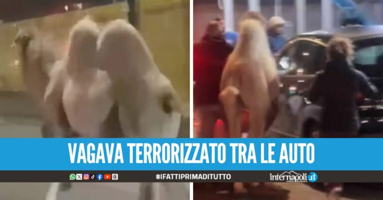 Morto il cammello fuggito dal circo Togni di Fuorigrotta, era evaso dal recinto nella serata di venerdì