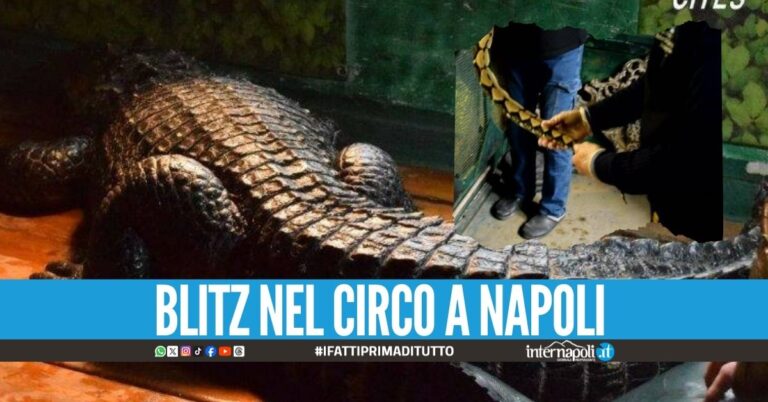 Alligatori e pitone sequestrati nel circo Lidia Togni nel Mondo