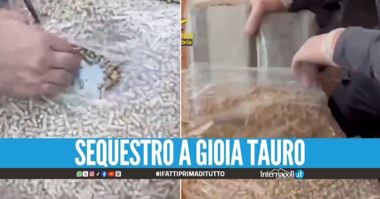 Oltre 700 kg di cocaina purissima nascosti tra il pellet, il trucco dei narcos sudamericani