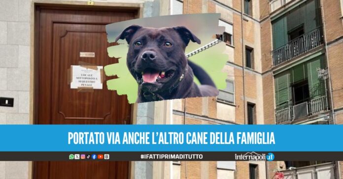 Giulia sbranata dal pitbull ad Acerra, il papà sottoposto ai test tossicologici