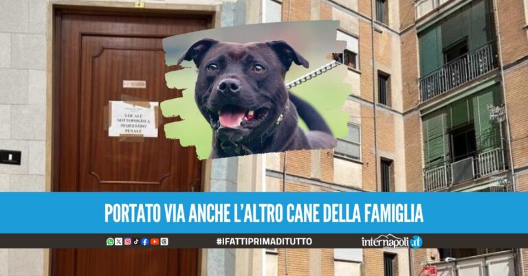 Giulia sbranata dal pitbull ad Acerra, il papà sottoposto ai test tossicologici